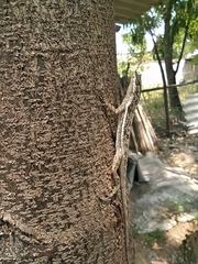 Anolis microlepidotus