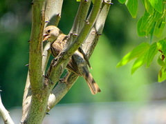 Passer domesticus