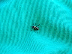 Astylus atromaculatus