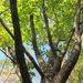Quercus crispula - Photo (c) belvedere04,  זכויות יוצרים חלקיות (CC BY-NC), הועלה על ידי belvedere04