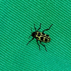 Astylus atromaculatus