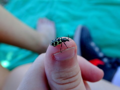 Astylus atromaculatus