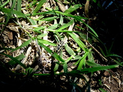Astylus atromaculatus