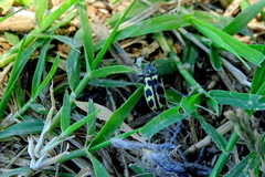 Astylus atromaculatus