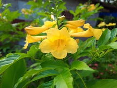 Tecoma stans