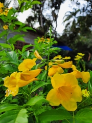 Tecoma stans