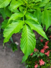 Tecoma stans