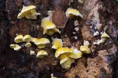 Antrodiella citrinella