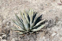 Agave chrysantha