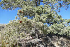 Pinus monophylla