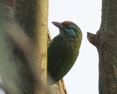 Psilopogon flavifrons