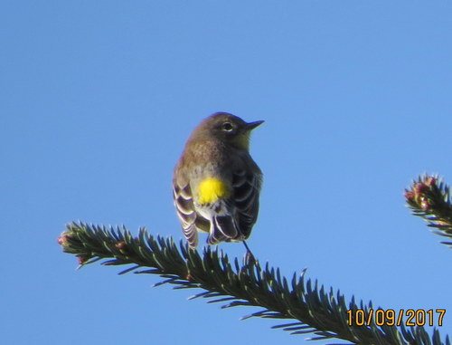 Yellow-rumped Warbler photographed in Idaho