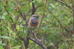 Luscinia svecica svecica