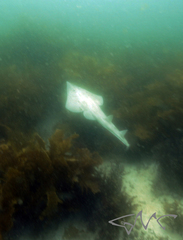 Aptychotrema rostrata