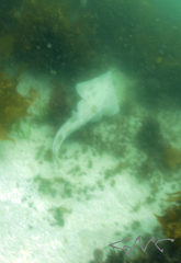 Aptychotrema rostrata