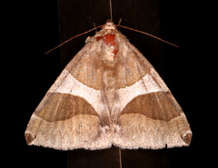 Dysgonia constricta