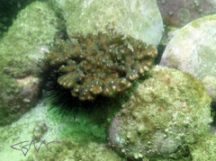 Pocillopora aliciae