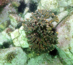 Pocillopora aliciae