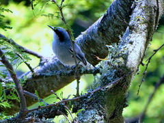 Polioptila dumicola
