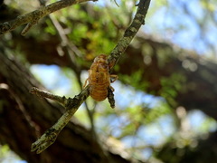 Cicadidae