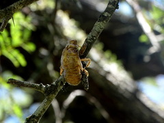 Cicadidae