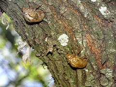 Cicadidae