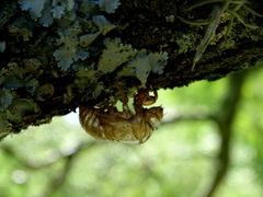 Cicadidae