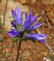 Campanula lingulata