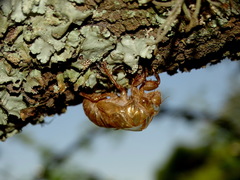 Cicadidae