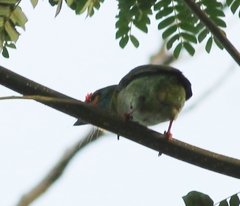 Psilopogon rubricapillus