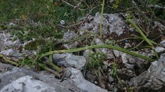 Selenicereus spinulosus