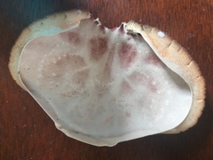 Metacarcinus novaezelandiae