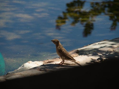 Emberiza impetuani