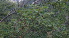 Bauhinia macranthera