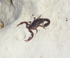 Pseudouroctonus reddelli