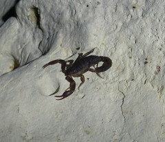 Pseudouroctonus reddelli