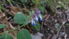 Salvia compsostachys