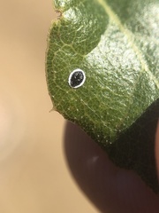 Tetraleurodes perileuca