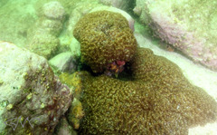 Plate Coral