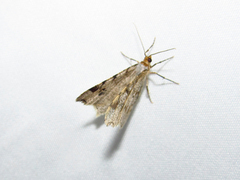 Macaria notata