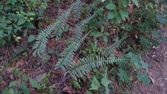 Polypodium plesiosorum