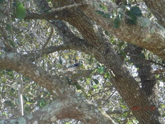 Cyanocitta cristata