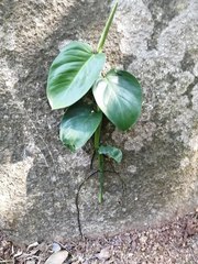 Philodendron hederaceum