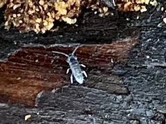 Pogonognathellus dubius