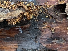 Pogonognathellus dubius