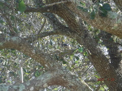 Cyanocitta cristata