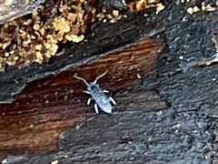 Pogonognathellus dubius