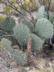 Opuntia arizonica