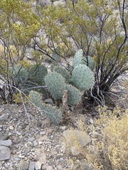 Opuntia arizonica