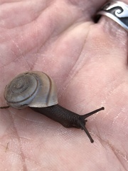 Sonorella allynsmithi